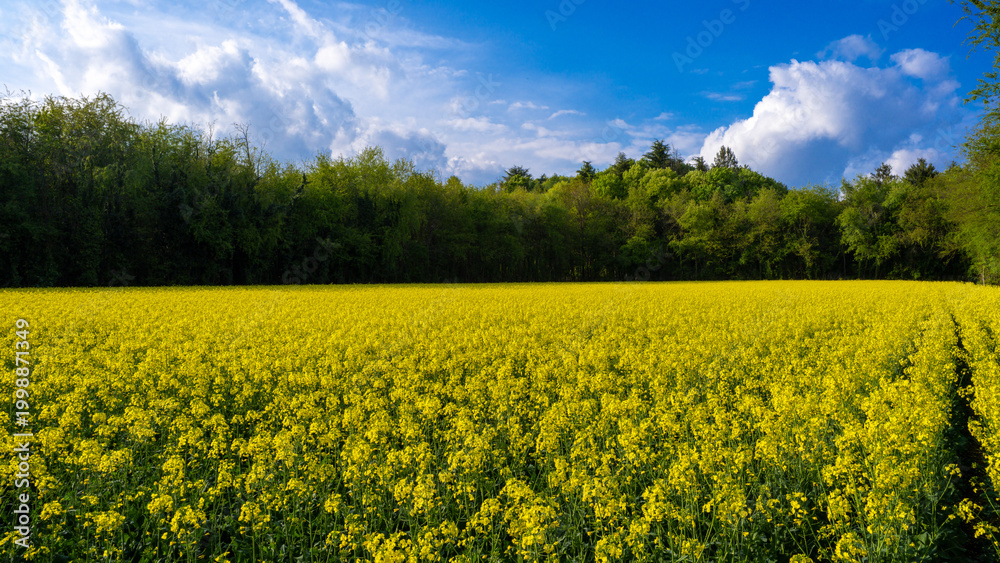 Obraz premium Fantastic rapeseed field in spring