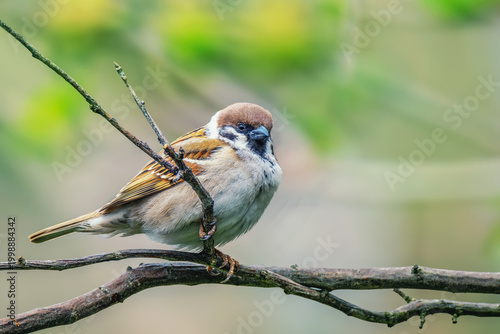 Tableau sur toile Mazurek, wróbel polny (Passer montanus).