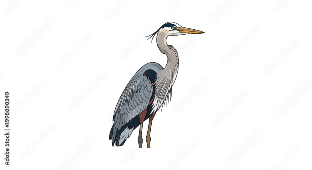 Fototapeta premium Vector illustration of a standing great blue heron (Ardea herodias) isolated on a white background, featuring detailed plumage, long neck, sharp beak, and distinctive head plumage.