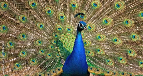 Majestic peacock displaying vibrant plumage in a lush garden setting with blurred greenery