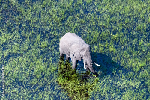 Aerial telephoto shot of an African Elephant wading through the shallow waters of the Okavango Delta in Botswana.