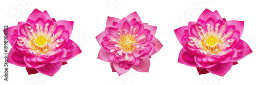 Bild auf Leinwand Pink Sacred Lotus Petals Blossom Isolated For Spiritual Zen Yoga Wellness And Or