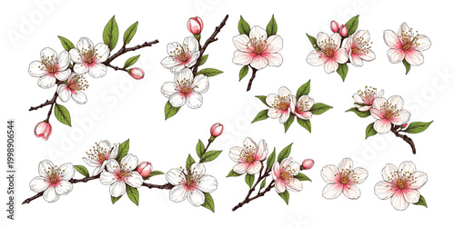 Spring pink sakura blossom and bud illustration set. Japanese plum tree branch drawing isolated on white background. Floral nature graphic element.