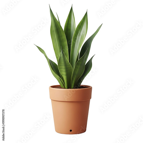Potted agave plant in terracotta pot on transparent background