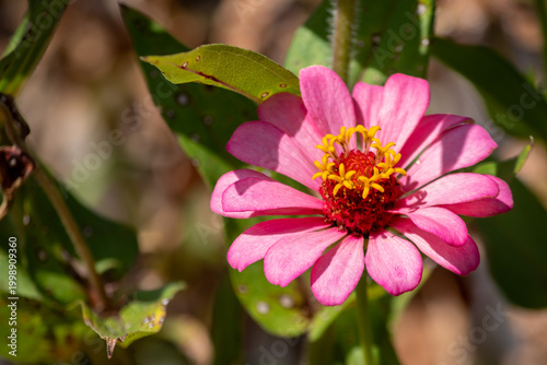 close-up shot captures a vibrant pink Zinnia flower in full bloom. Its bright yellow and red centers are visible against green leaves.