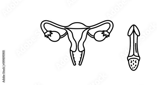 Female Reproductive System and Male Genitalia - Medical Illustration