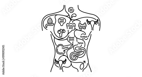 Human endocrine system diagram showing glands and organs, medical illustration