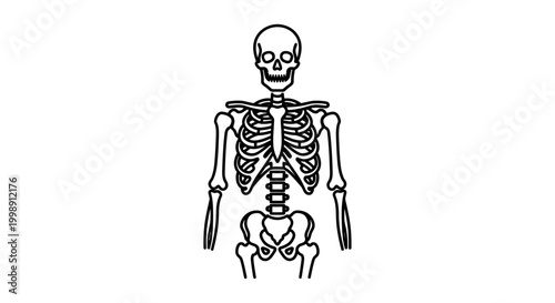 Human Skeleton Anatomy Illustration - Medical Science and Healthcare Concept