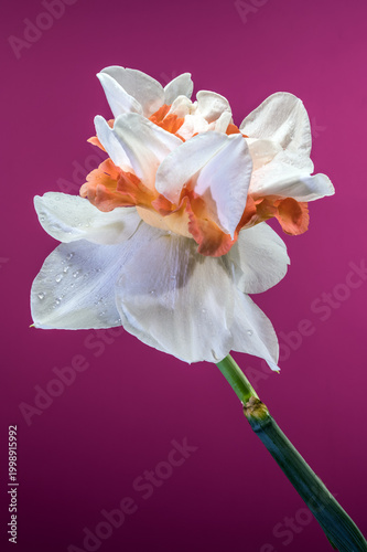 Double White And Orange Narcissus Flower On Pink Background