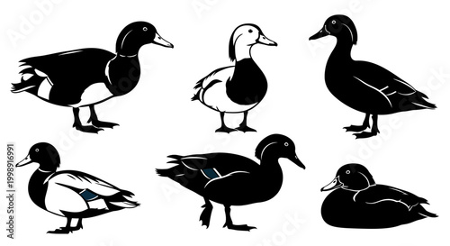 Set of Duck Silhouettes and Illustrations in Minimalist Black and White Style
