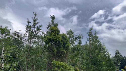 Windy spring day in a private garden. Green trees swaying in the wind against a cloudy gray sky. Nature, weather, and countryside life concept.