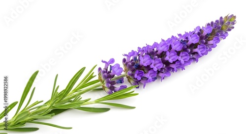 lavender flowers isolated on white