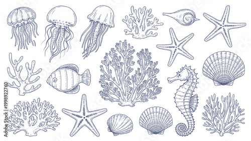 Collection of hand-drawn marine life illustrations including jellyfish seahorse fish coral and seashells perfect for ocean-themed designs and educational materials