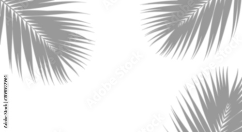 Fotografie Tropical palm fronds shadow reflection on corners, isolated on transparent background for aesthetic background styling