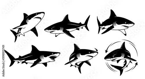 Set of Black and White Shark Illustrations - Various Poses and Angles
