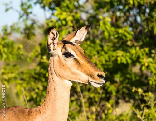 Side profile of a slender African antelope in nature, facing right, with attentive gaze and soft fur, against leafy foliage