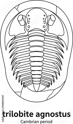 Trilobite agnostus fossil Cambrian period extinct arthropod line drawing.