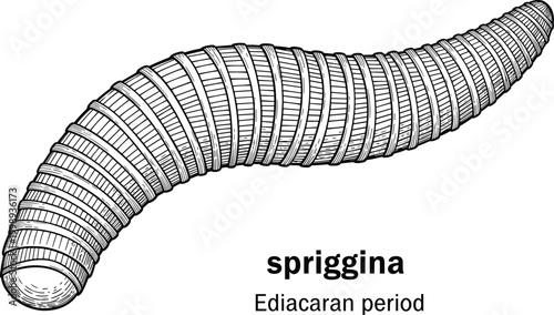 Spriggina worm from ediacaran period illustration.
