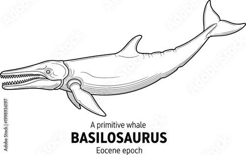 Basilosaurus primitive whale prehistoric marine mammal Eocene epoch line drawing.