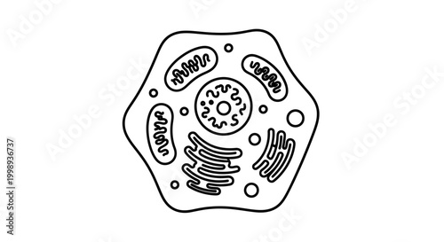 Human Cell Diagram: Mitochondria, Nucleus, Golgi Apparatus, Endoplasmic Reticulum