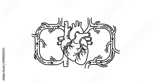 Human Heart and Blood Circulation System Diagram, Medical Line Art