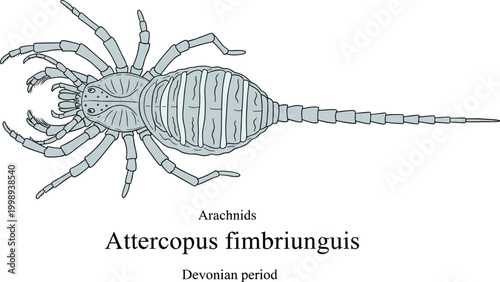 Attercopus fimbriunguis arachnid fossil from Devonian period ancient arthropod illustration.