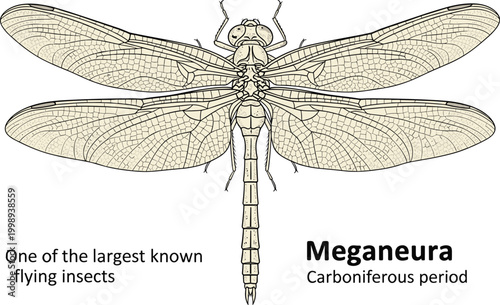 Meganura dragonfly, giant insect from Carboniferous period, prehistoric flying creature illustration.