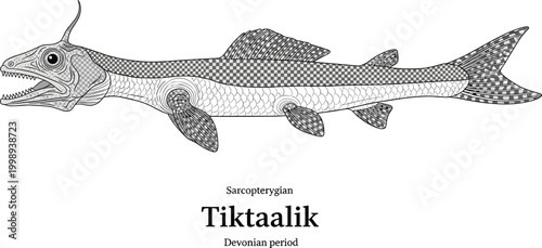Sarcopterygian tiktaalik fish from Devonian period scientific illustration.