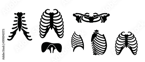 Human Rib Cage Anatomy Icons Set, Chest Bone Skeletal Structure Vector Illustration for Medical Education, Orthopedic Research and Biology Science Design Elements Isolated on White Background Graphic