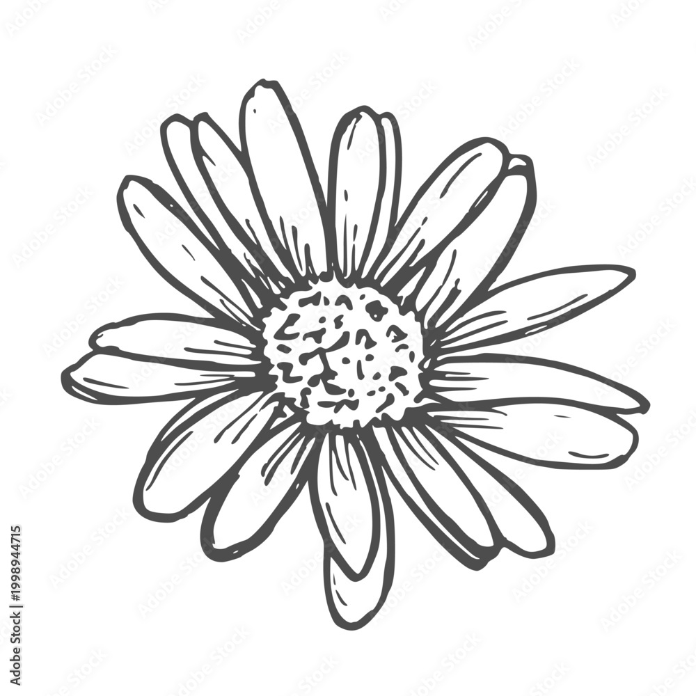 Fototapeta premium Hand drawn Chamomile Flower Sketch Illustration