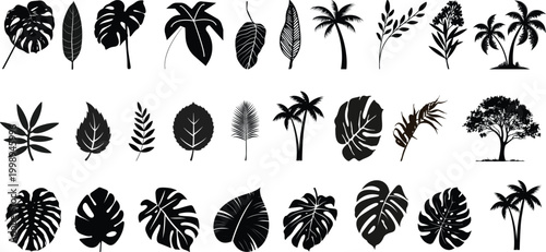 Tropical leaves vector. Set of palm leaves silhouettes isolated on white background. vector set of tropical leaves.Black palm tree silhouettes vector set isolated on white background fr tropical beach