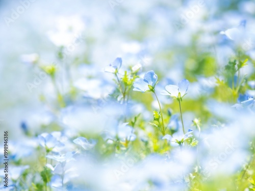 Quadro su tela 風に揺れる花。明るい日差しで透き通る花びら。春の公園や花壇を彩るネモフィラのある風景。ぼんやりした花畑のイメージ。自然風景素材。