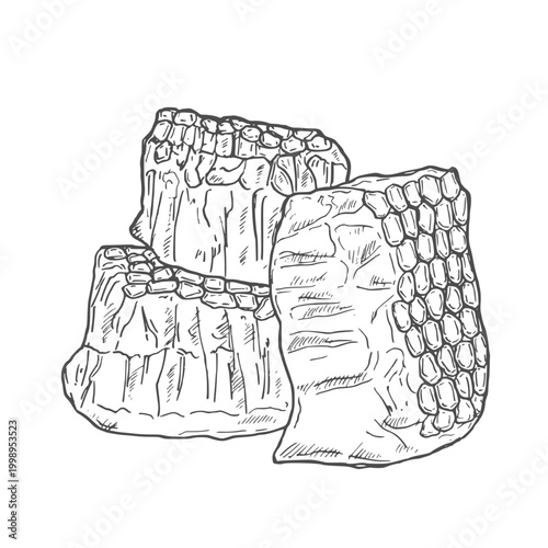 Honeycomb vector drawing. Hand drawn honey illustration. Organic food sketch. Engraved Propolis.