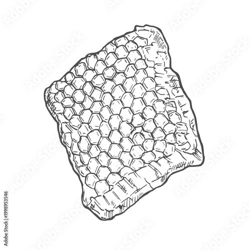 Honeycomb vector drawing. Hand drawn honey illustration. Organic food sketch. Engraved Propolis.