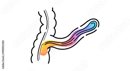 Pancreatic Duct with Biliary Fluid Flow, Medical Illustration