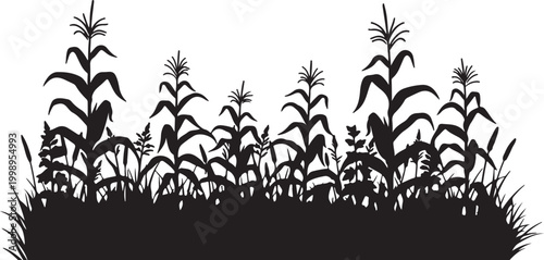 Silhouette of cornfield plants and grasses on transparent background for design.
