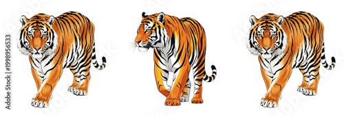 Photography Majestic Bengal Tiger PNG - Powerful Wild Cat Isolated on Transparent Background