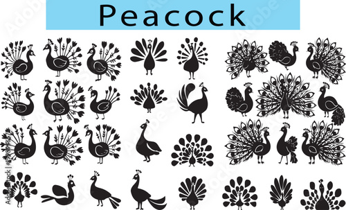 Peacock feather vector black and white drawing