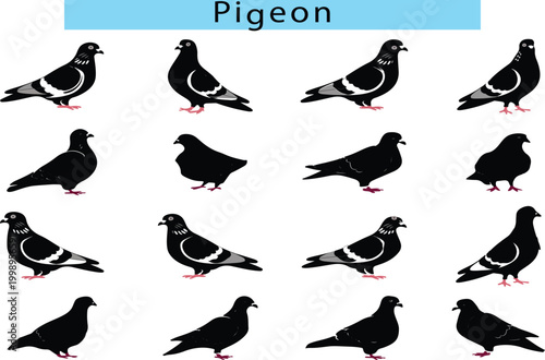 Pigeon vector art in a white background