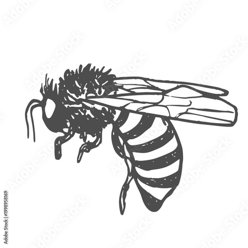 A black and white drawing of a bee. The bee is standing on its hind legs and has its wings spread out. The drawing has a simple and clean look to it, with the focus on the bee's form and details