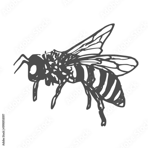A black and white drawing of a bee. The bee is standing on its hind legs and has its wings spread out. The drawing has a simple and clean look to it, with the focus on the bee's form and details