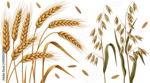 Wheat and oat cereal plants collection with golden grain stalks in detailed botanical vector illustration set
