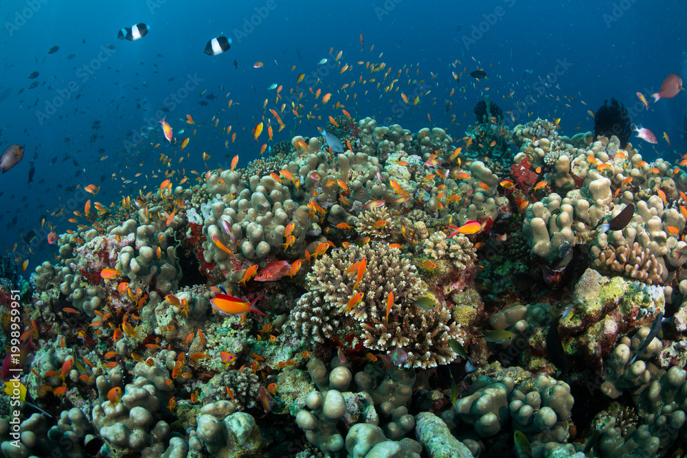 Fototapeta premium Colorful coral reef teems with fish and life in an underwater scene near a tropical island