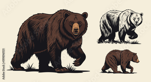 Illustration of three bears in different styles and poses.