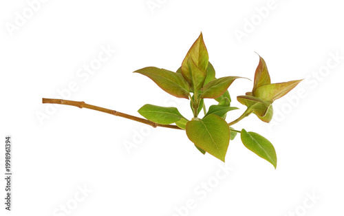 Twig of lilac with spring green leaves isolated on white or transparent background.