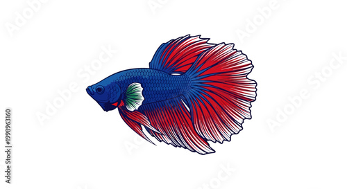 Vibrant Blue and Red Betta Fish with Flowing Fins Isolated on White Background