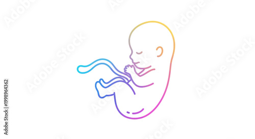Fetus development, embryo, human gestation, colorful outline, baby in womb, umbilical cord