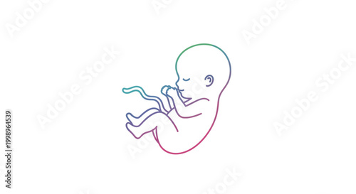 Fetus development, umbilical cord, pregnancy, human embryo, life cycle, medical illustration