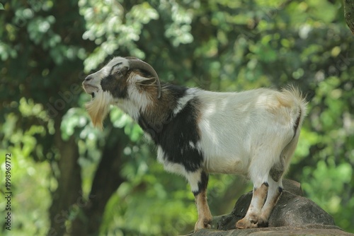 Side view of a male pygmy goat standing on a rock during the day