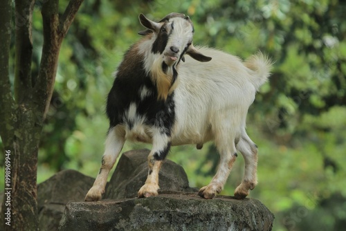 A male pygmy goat is seen standing on a rock looking ahead during the day